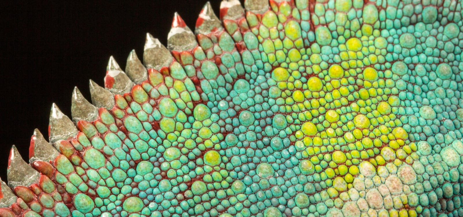 3 Winning Reptile Photos From The 2025 World Nature Photography Awards—And How A ‘Skin-Breathing Fish’ Stole The Show