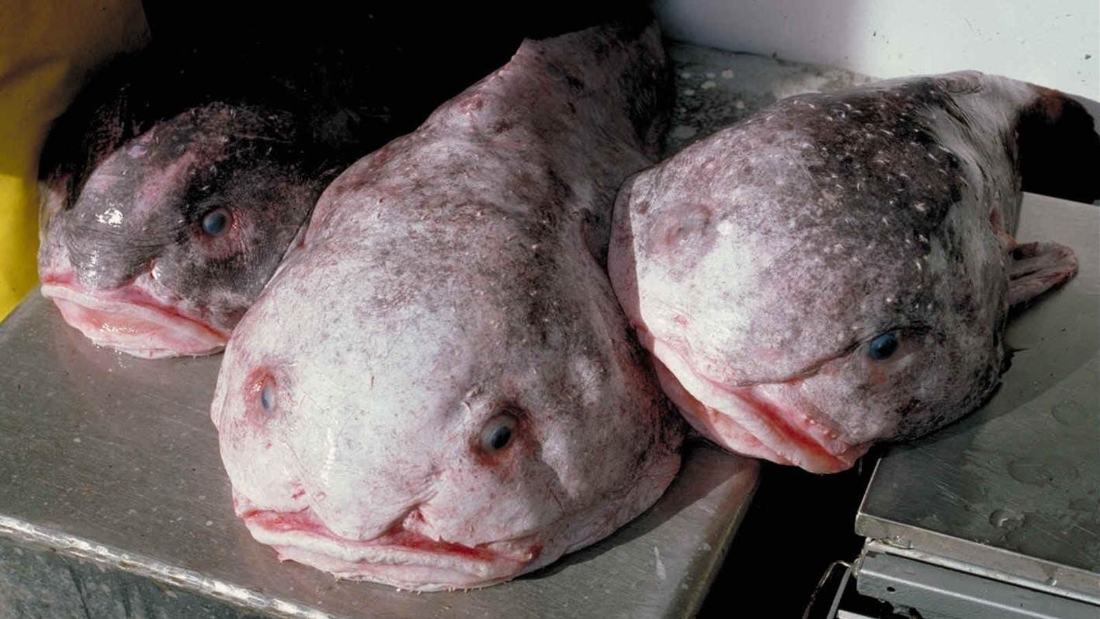 Blobfish Goes From ‘World’s Ugliest Animal’ To Fish Of The Year