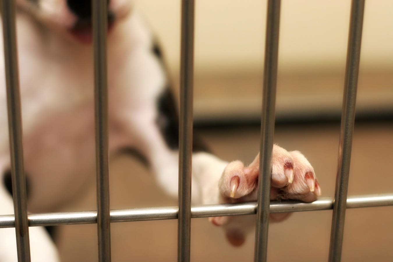 Deaf Shelter Dog Gets Adopted Thanks To Viral Photo