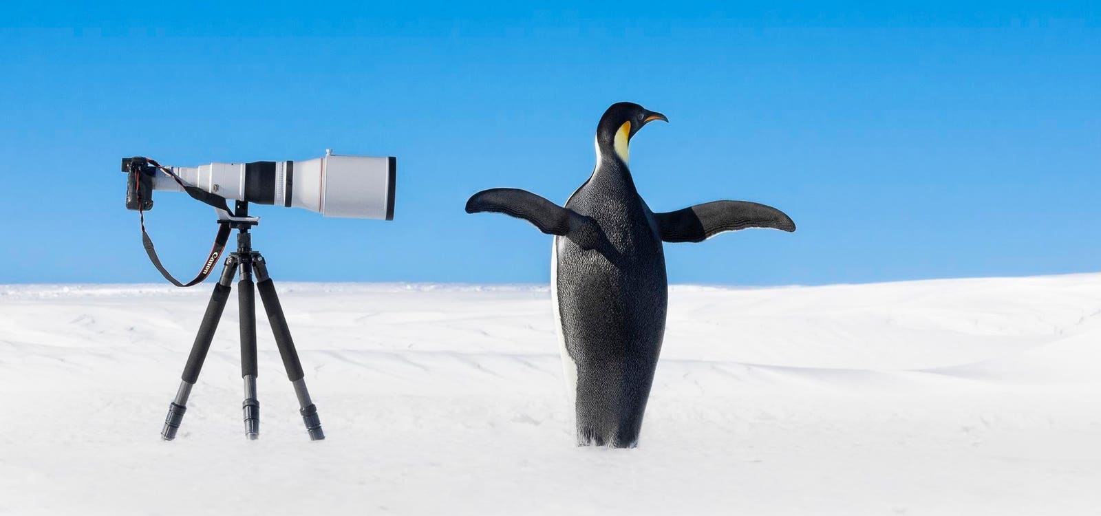 30 Years Of Nature’s Best Photography—How One Contest Changed The Way We See Our Planet
