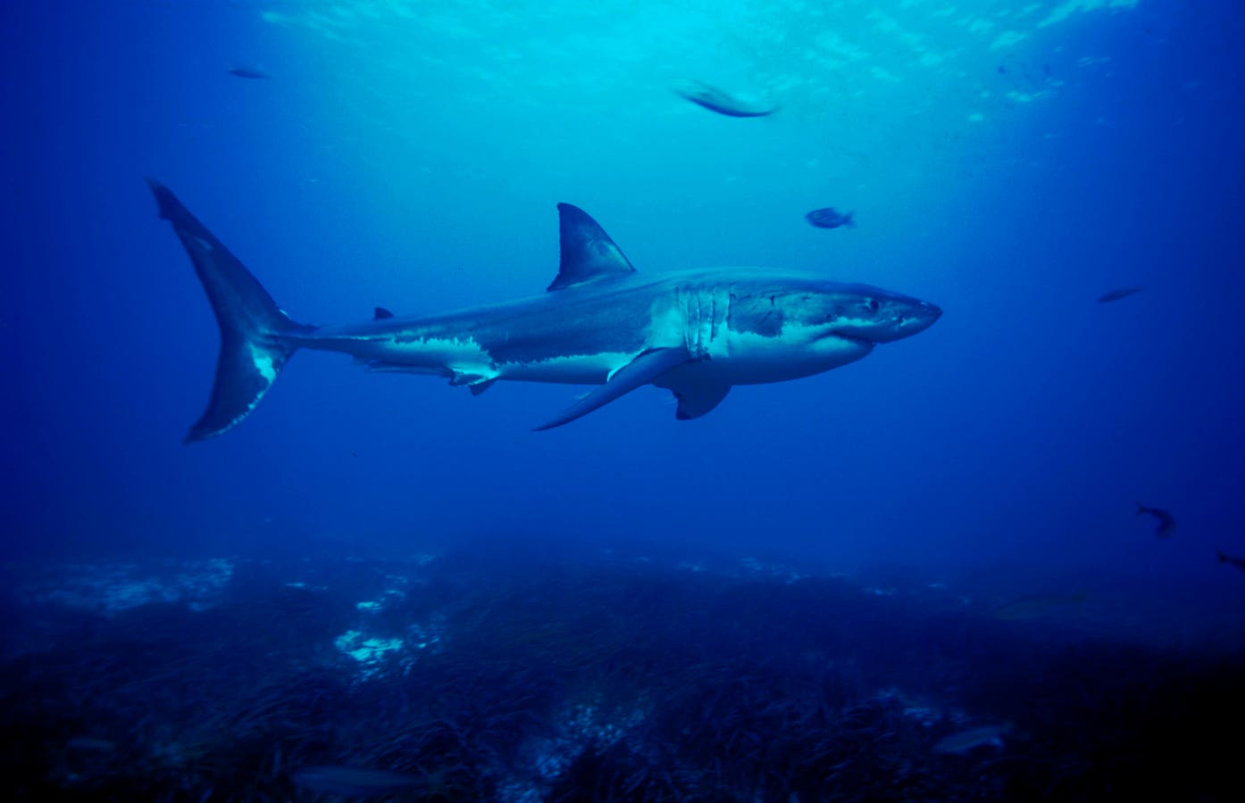 Maine’s Great White Sharks And What We Know So Far