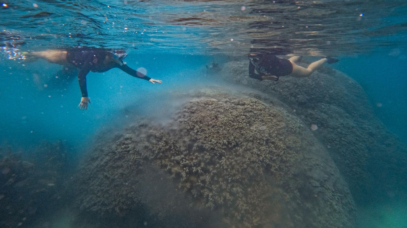 When Does Coral Have Sex? Citizen Scientists Snorkel To Find Out