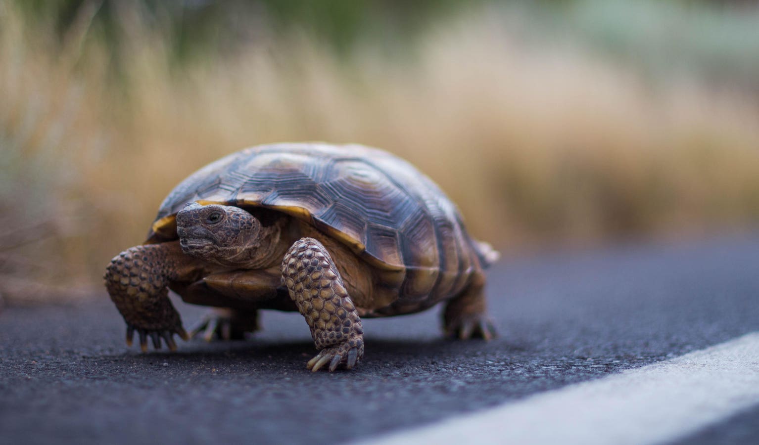 Nevada Desert Tortoises Face New Threats In Federal Funding Freeze
