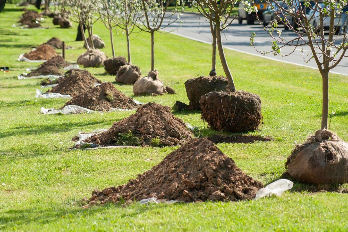 A Look At New York’s Ambitious Goal To Plant 25 Million Trees