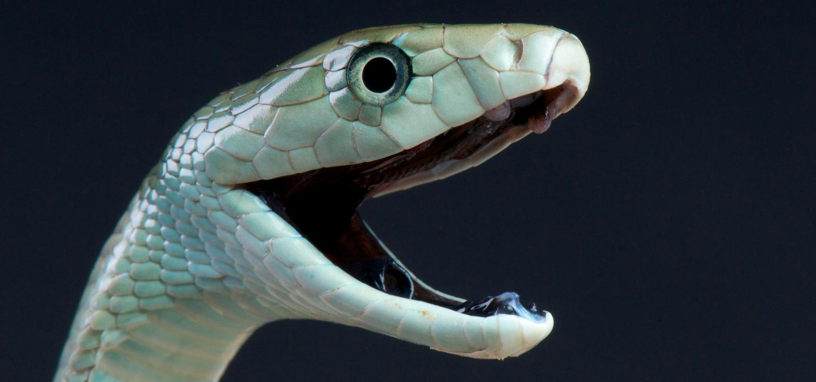 3 Nightmarish Facts About The ‘Black Mamba’ — Blistering Agility, Fast-Acting Venom And Relentless Strikes