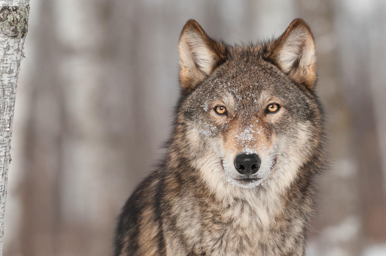 Rewards Offered In Gray Wolf Killings In Colorado, Oregon, Washington