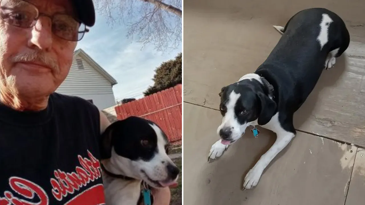 This superhero dog with ‘Batman’ markings has become a veteran’s lifeline