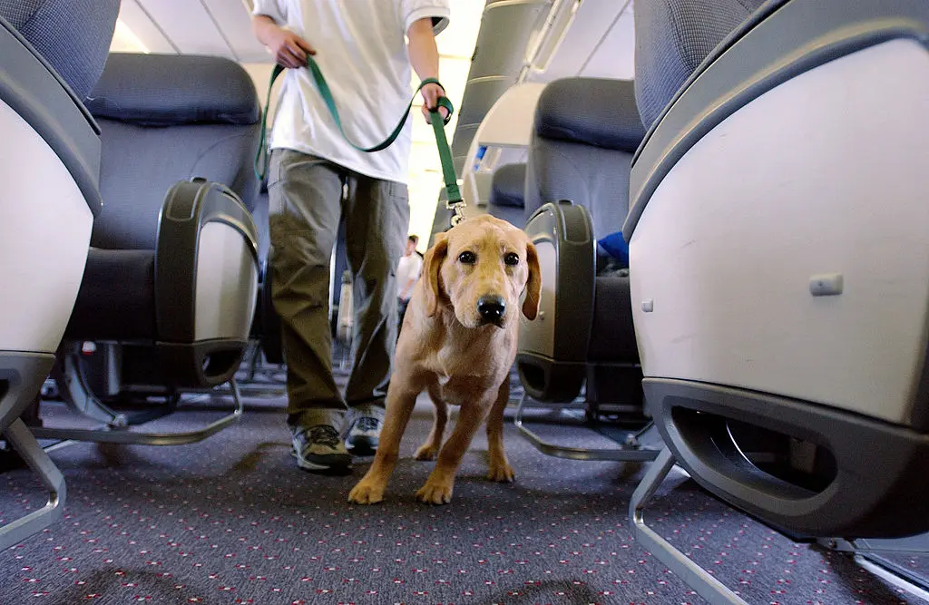 Dog barks ‘nonstop’ during long United flight, traveler claims