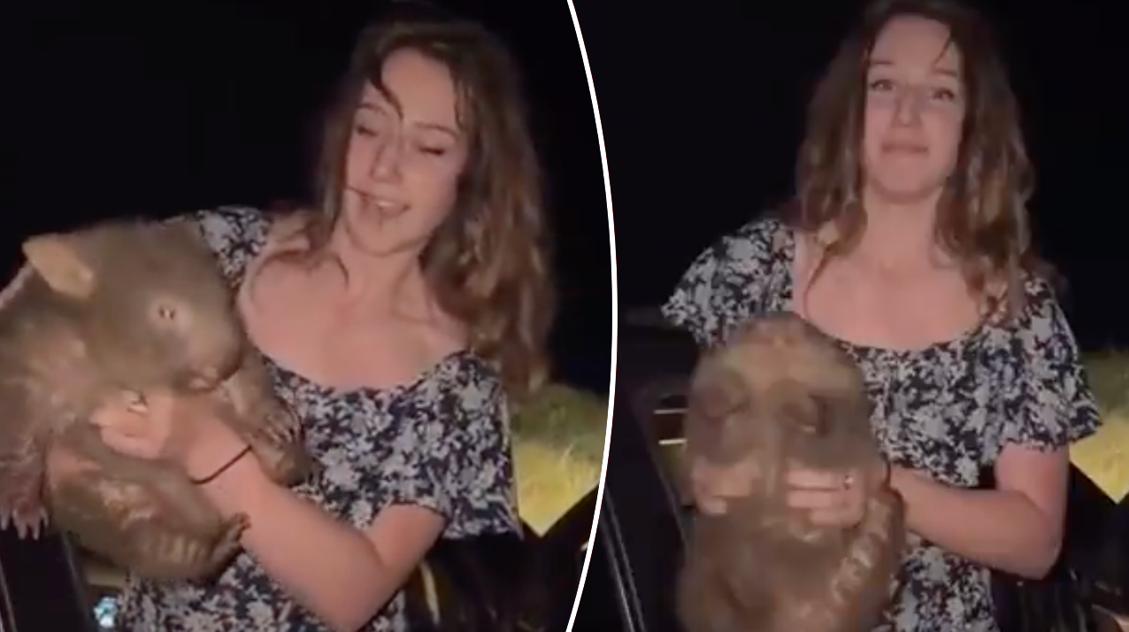 American tourist sparks international outrage with wombat video