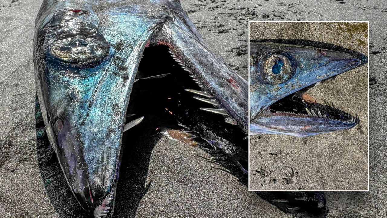 Aquarium in Oregon surprised to find ‘odd-looking’ deep sea fish washed ashore on beach
