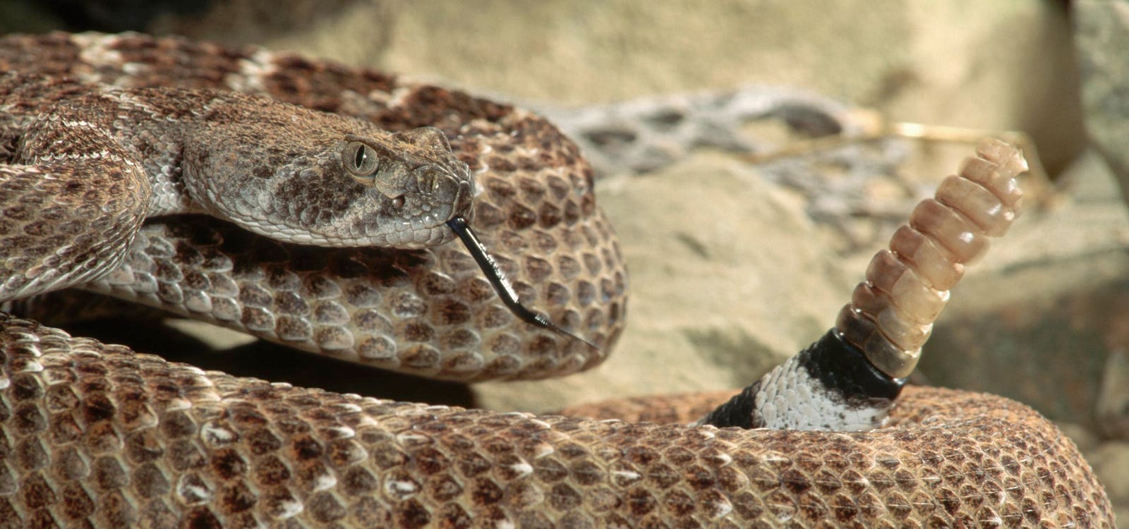 A Herpetologist Lists 2 Deadly Rattlesnakes You Might Find In Your Neighborhood This Spring