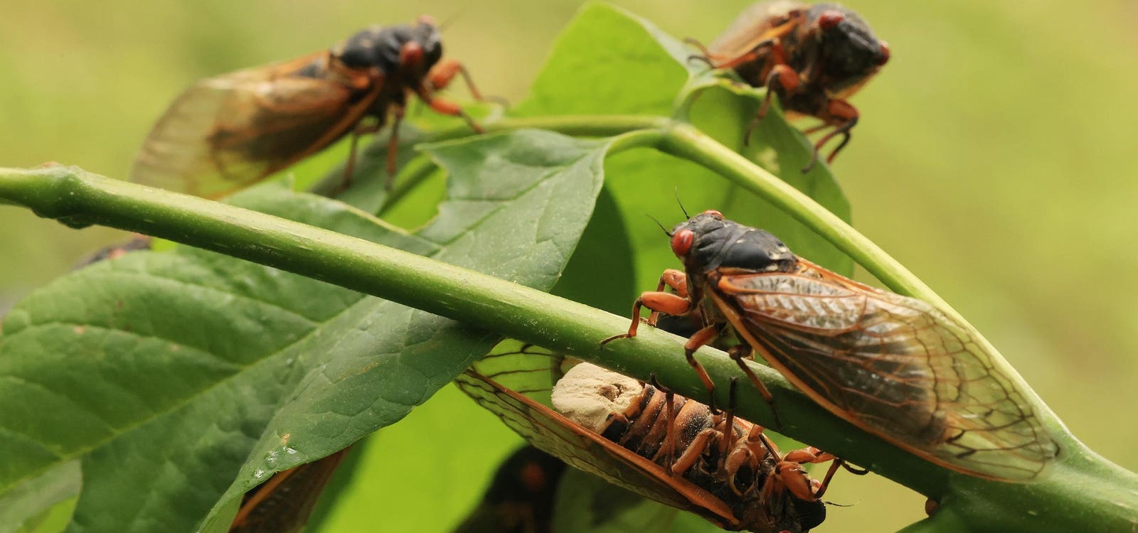 This Morbid Fungus Turns Cicadas Into Hypersexual Zombies Without Genitals — A Biologist Explains