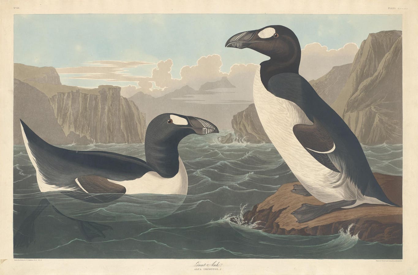 Meet The American Version Of The Dodo Bird — A Flightless Bird That Sadly Went Extinct In 1844