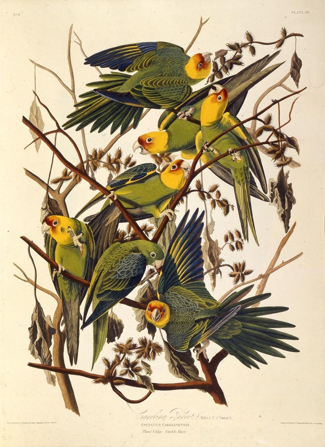 Meet 4 Beautiful Birds That Will Never Been Seen Again In The United States, Described By A Biologist