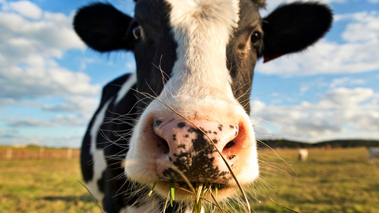 Curbing Cow Farts With Selective Breeding