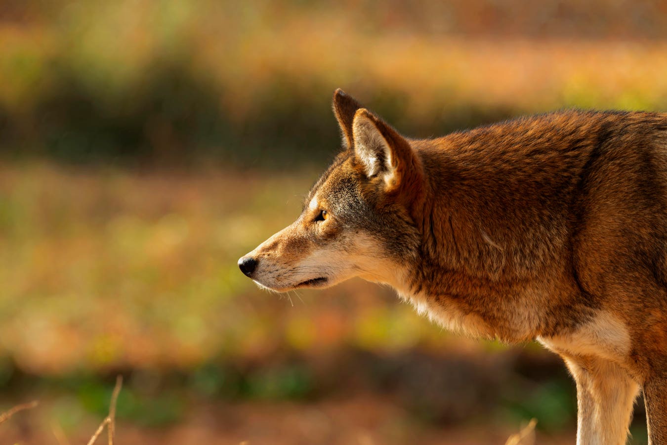 A Biologist Reveals 3 Species That Are Closer To Extinction Under The Trump Administration
