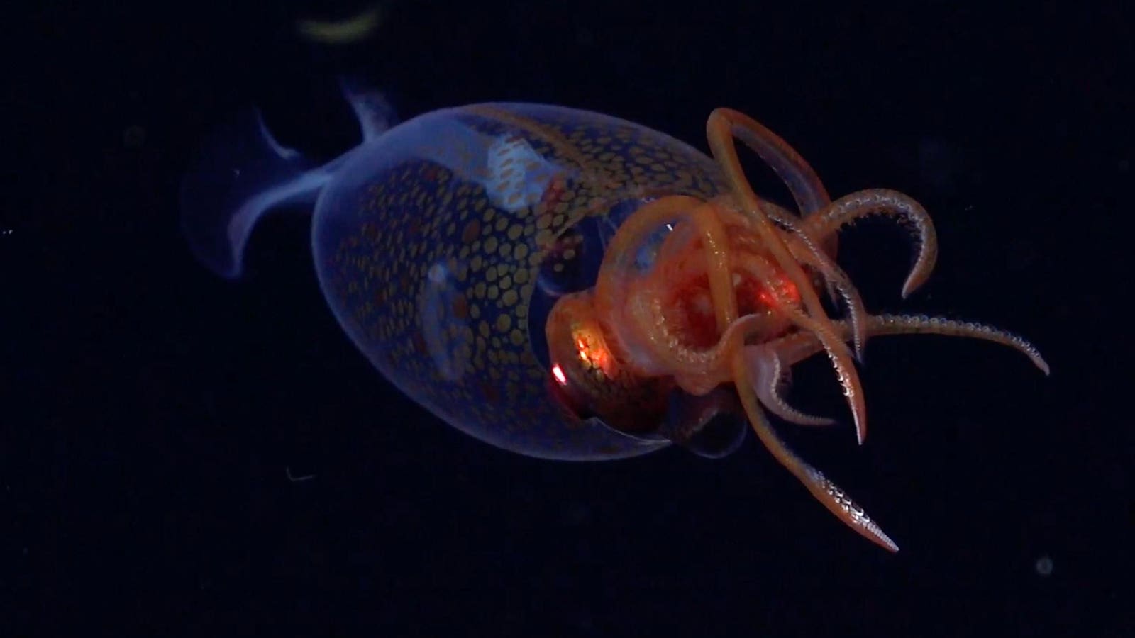 Colossal Squid Finally Captured On Film, 100 Years After Its Discovery