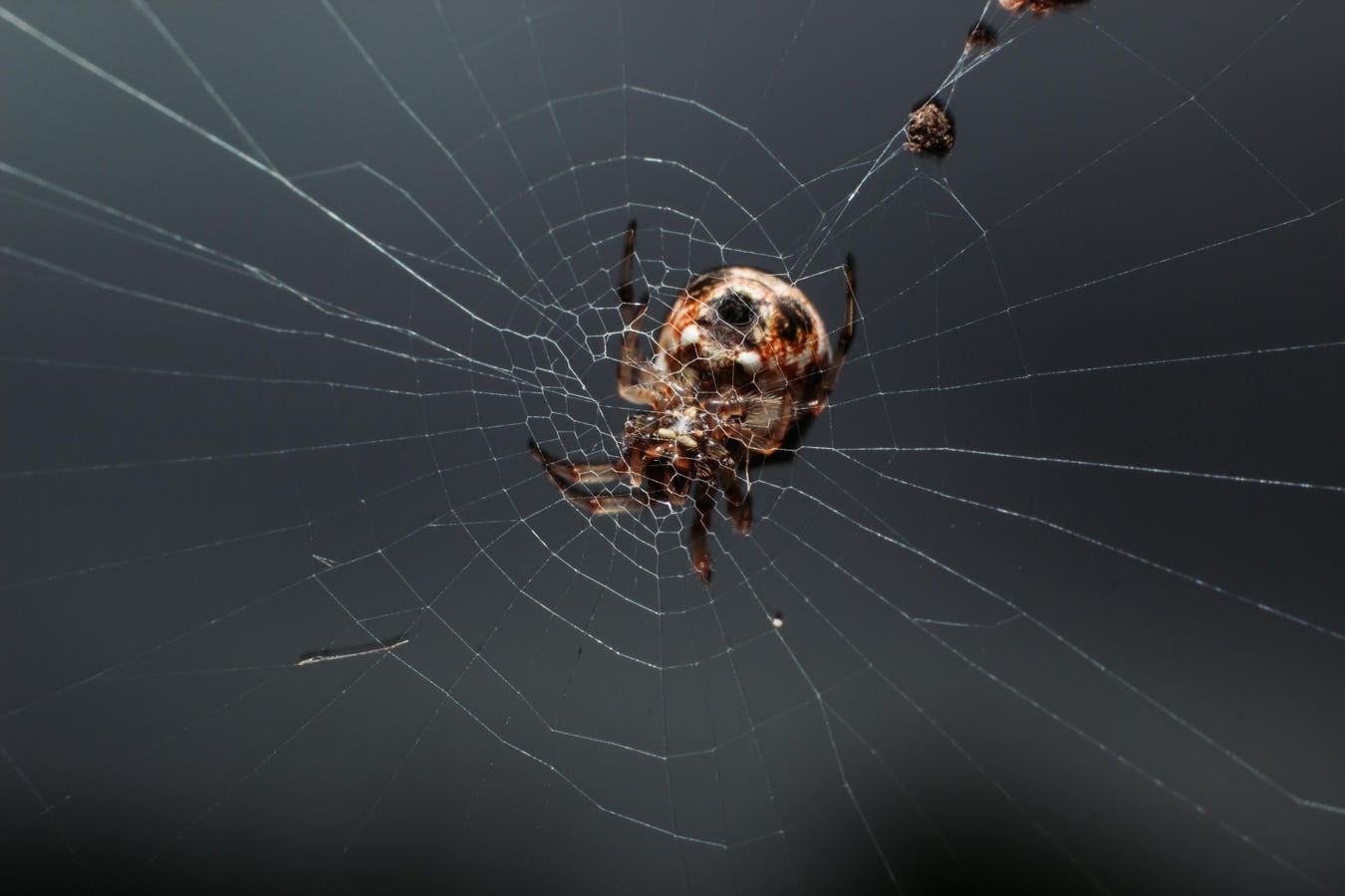Meet The Spider That Ejects Its Genitals After Sex To Survive