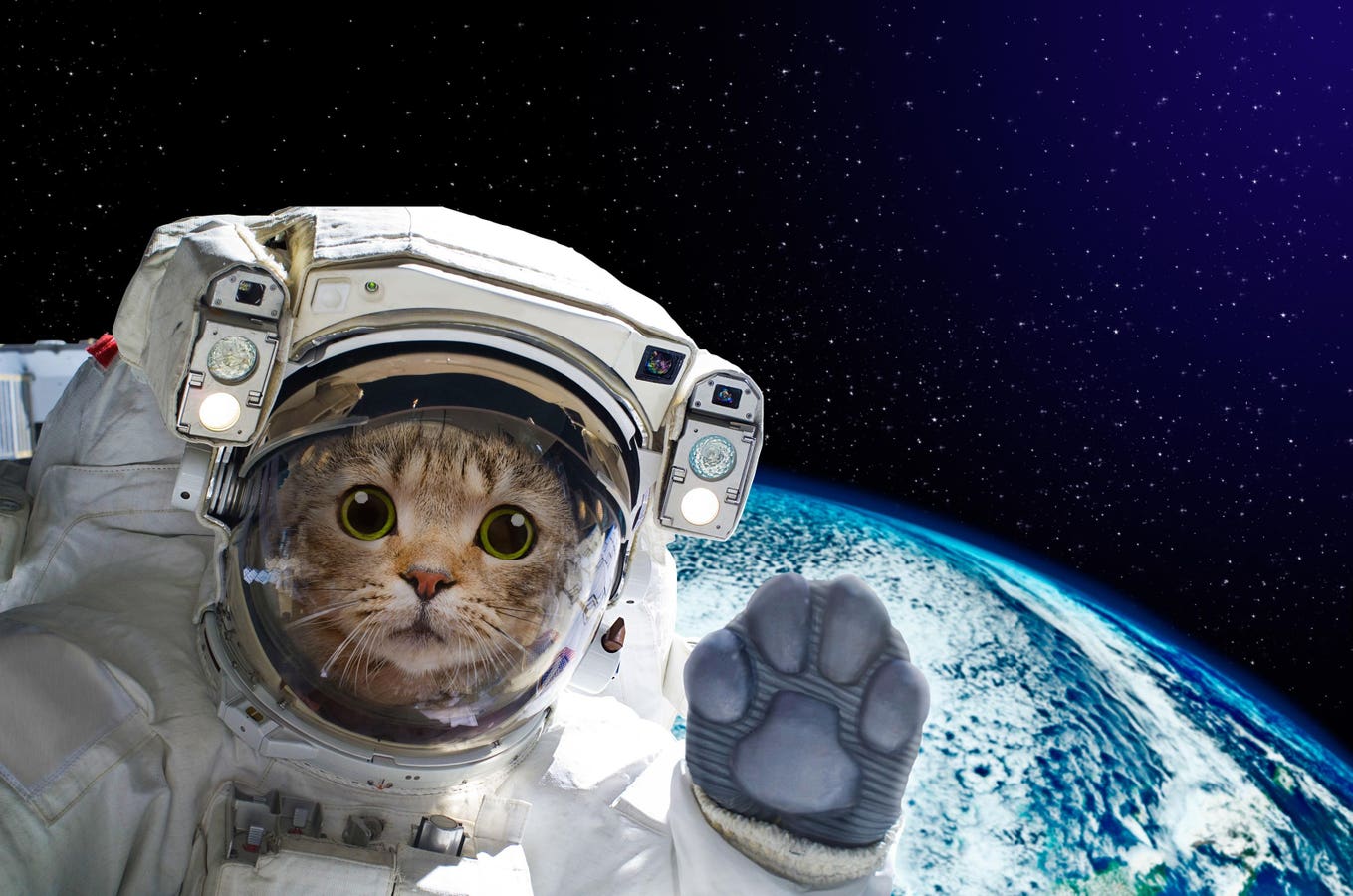 3 Animals You Didn’t Know Went To Space — One Might Still Be Out There, Waiting To Wake Up