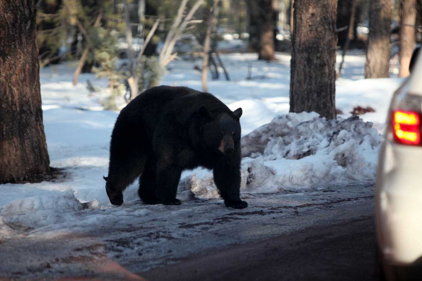 Arizona Wildlife Crossing To Make Travel Safer On Grand Canyon Route