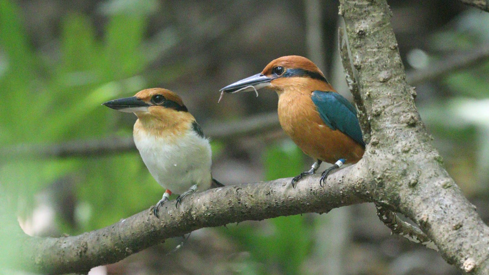 Extinct-In-The-Wild Bird Species Is Breeding On A New Island Home