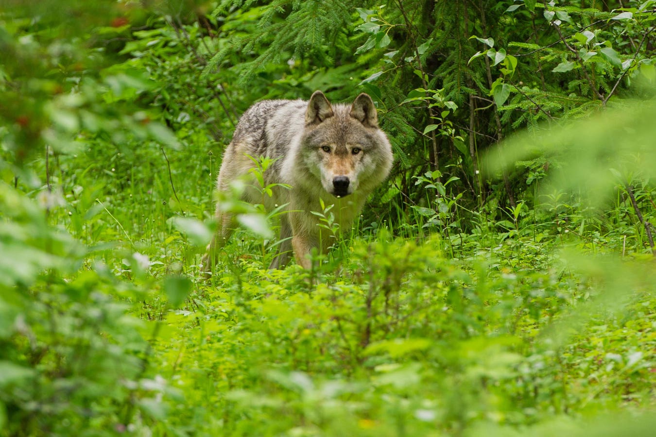 Canadian Gray Wolf Walks 1,230 Miles Sightseeing In New Colorado Home