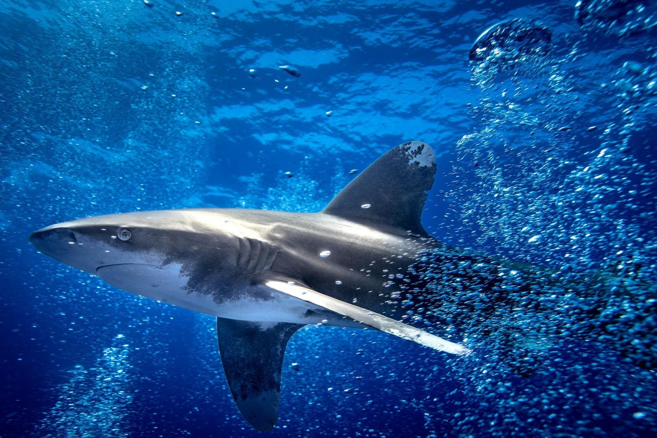 Sharks Might Save Us Fuel, If We Let Them