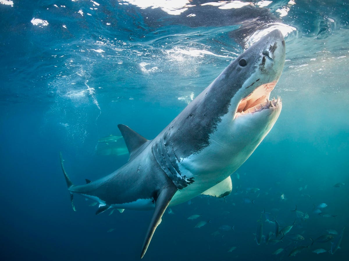 Every Year, Hundreds Of Great White Sharks Travel To A Remote Spot In The Pacific Ocean — No One Knows Why
