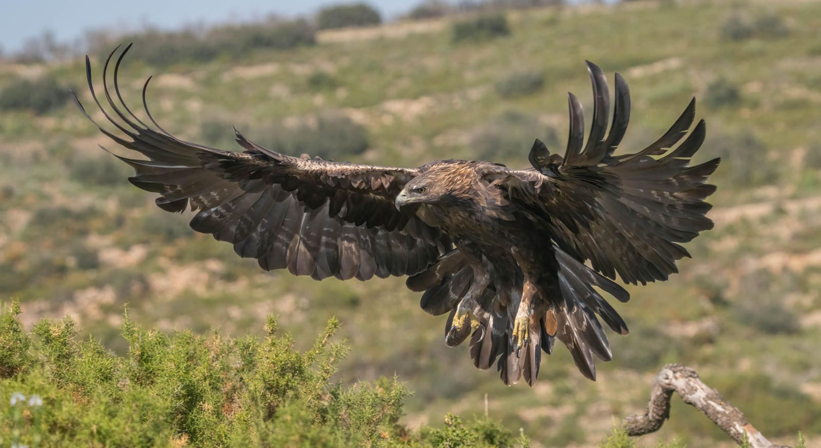 California Seeking Ways To Stop Golden Eagle Deaths From Wind Turbines