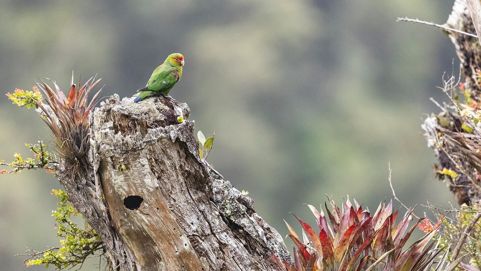 Cloud Forest Reserve Created In Ecuador To Conserve Endangered Parrot