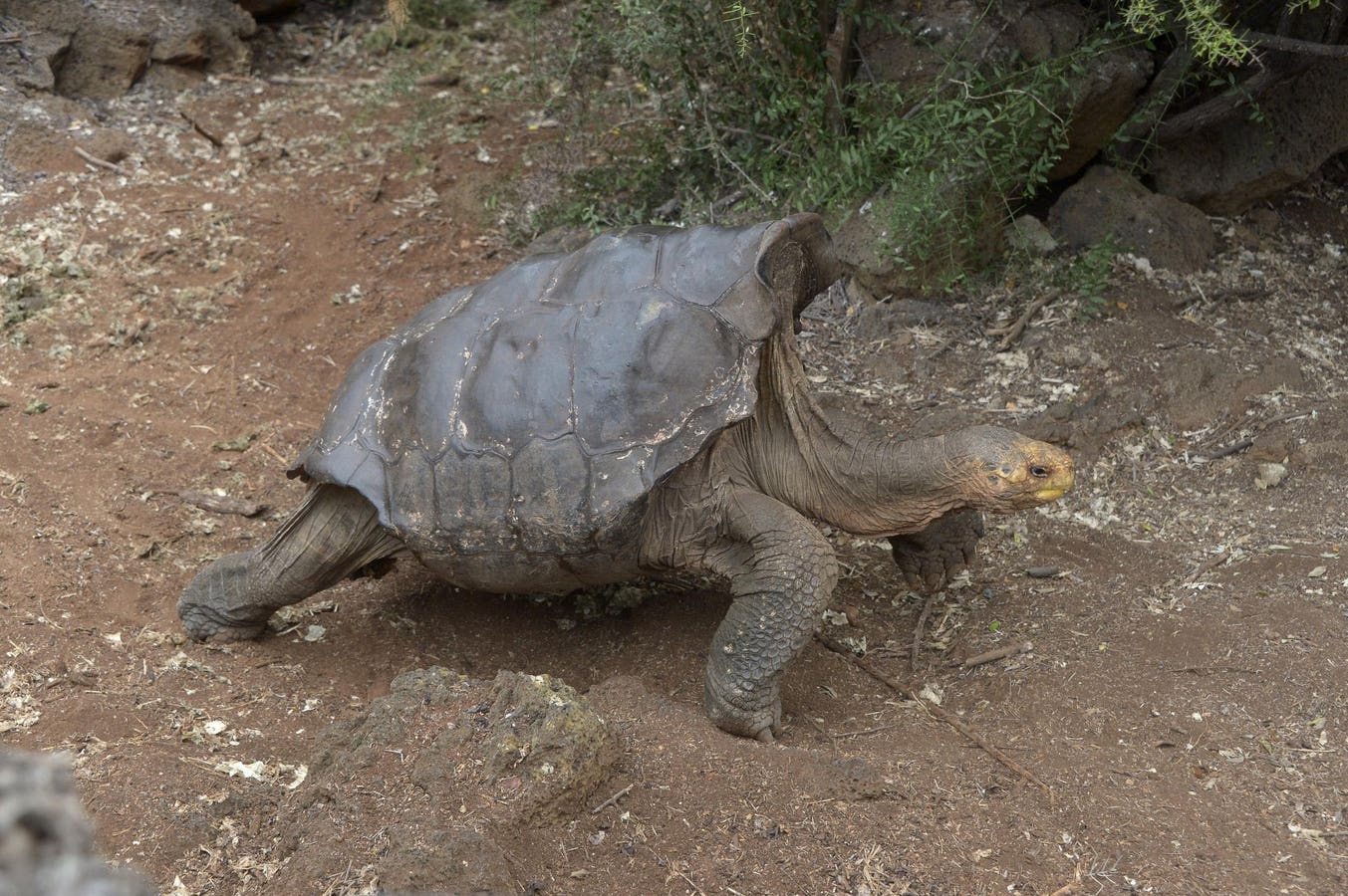 Meet Diego — Father To 900 Hood Island Tortoises And Savior Of His Species