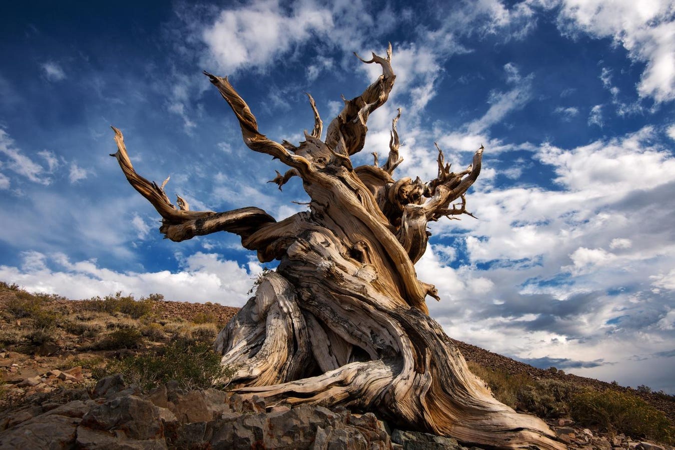 Meet The World’s Oldest Tree — Nearly 5,000 Years Old And Born Before The Pyramids
