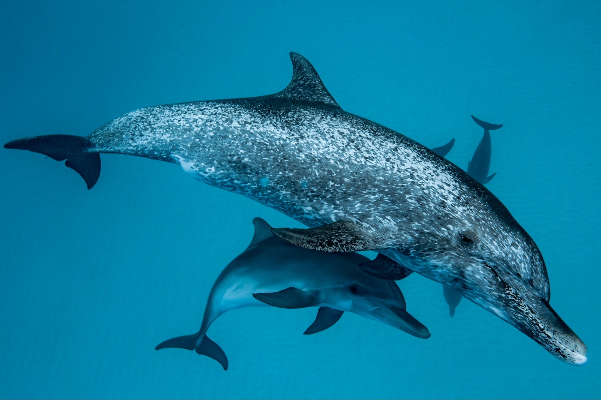 Google Uses DolphinGemma AI to Decode Dolphin Communication