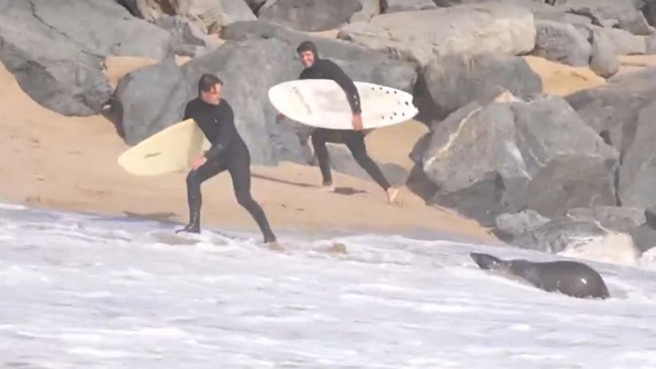 Sea lion affected by toxins attacks surfers in California