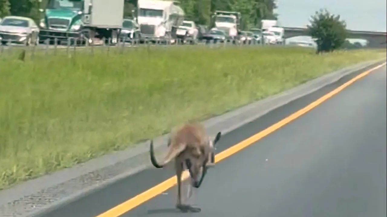 Kangaroo shuts down Alabama highway in bizarre video