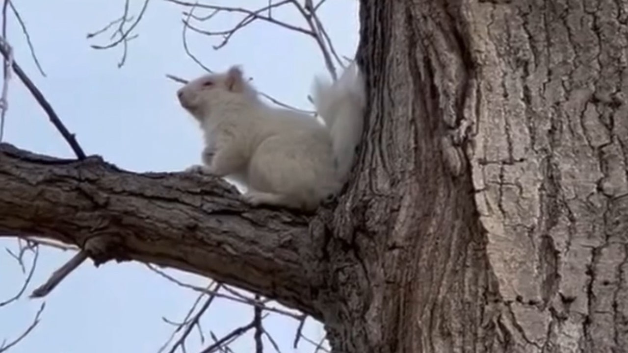 ‘Super rare’ albino squirrel is spotted on South Dakota golf course