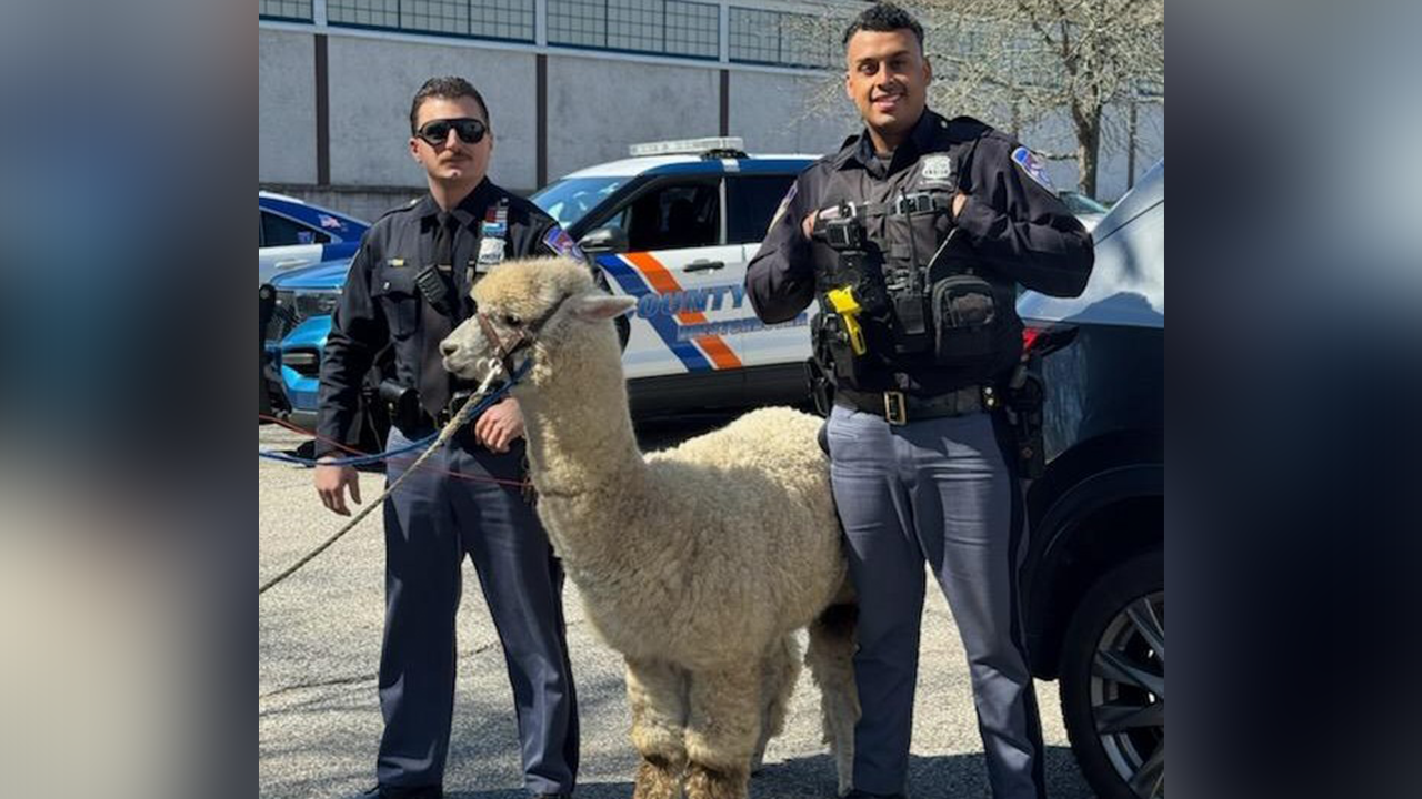 New York cops capture alpaca that ‘was on the lam’ after escaping a trailer