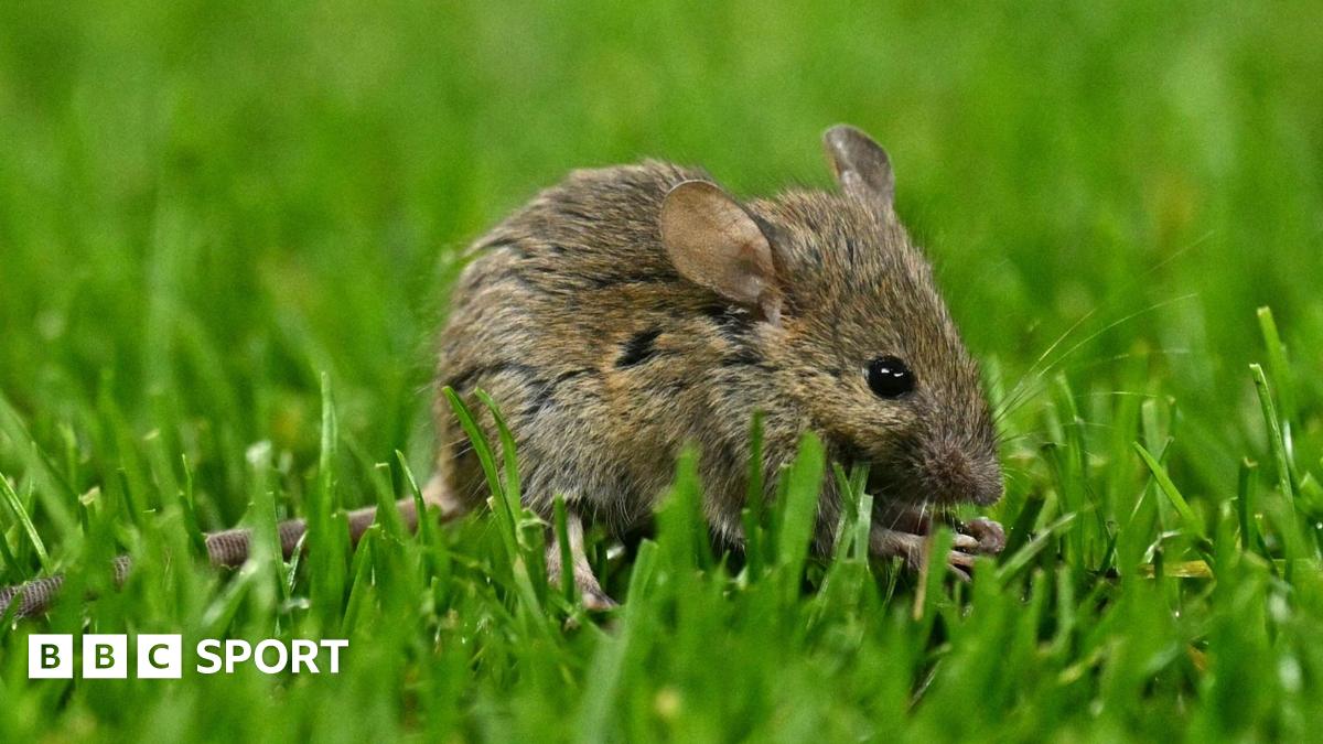 MLS: Mouse stops play in Vancouver Whitecaps v Austin game