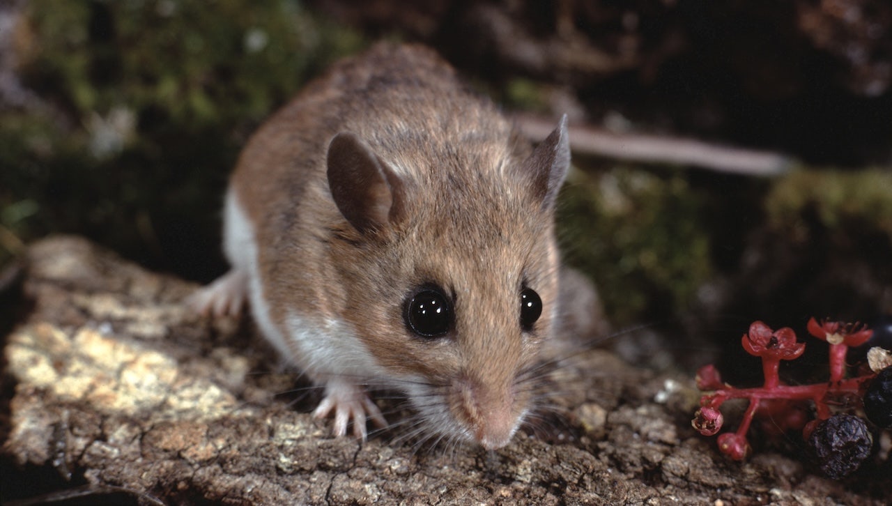 Three die in California from hantavirus, cause of Gene Hackman’s wife’s death