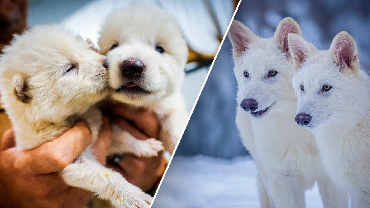 Company claims to resurrect dire wolves after 12,500 years of extinction