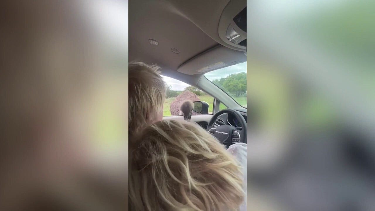 Former British PM attacked by ostrich