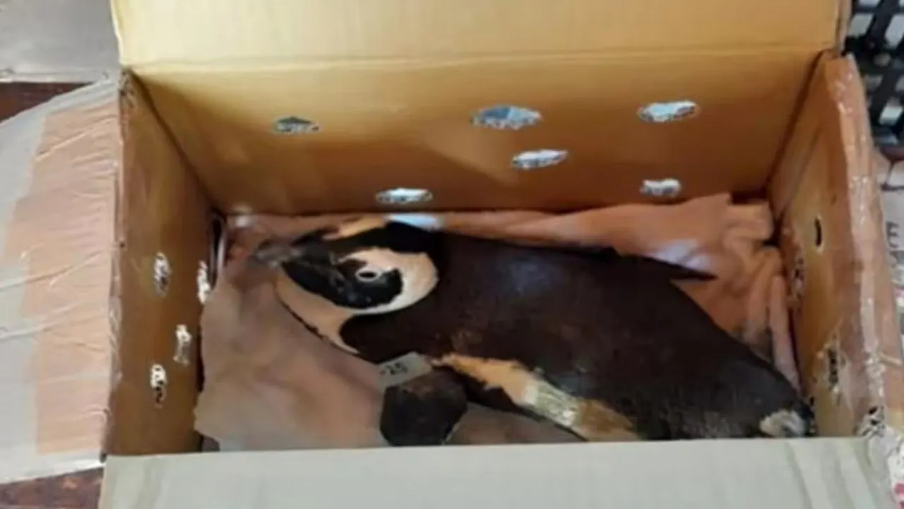 Penguin contributed to South Africa helicopter crash: authorities