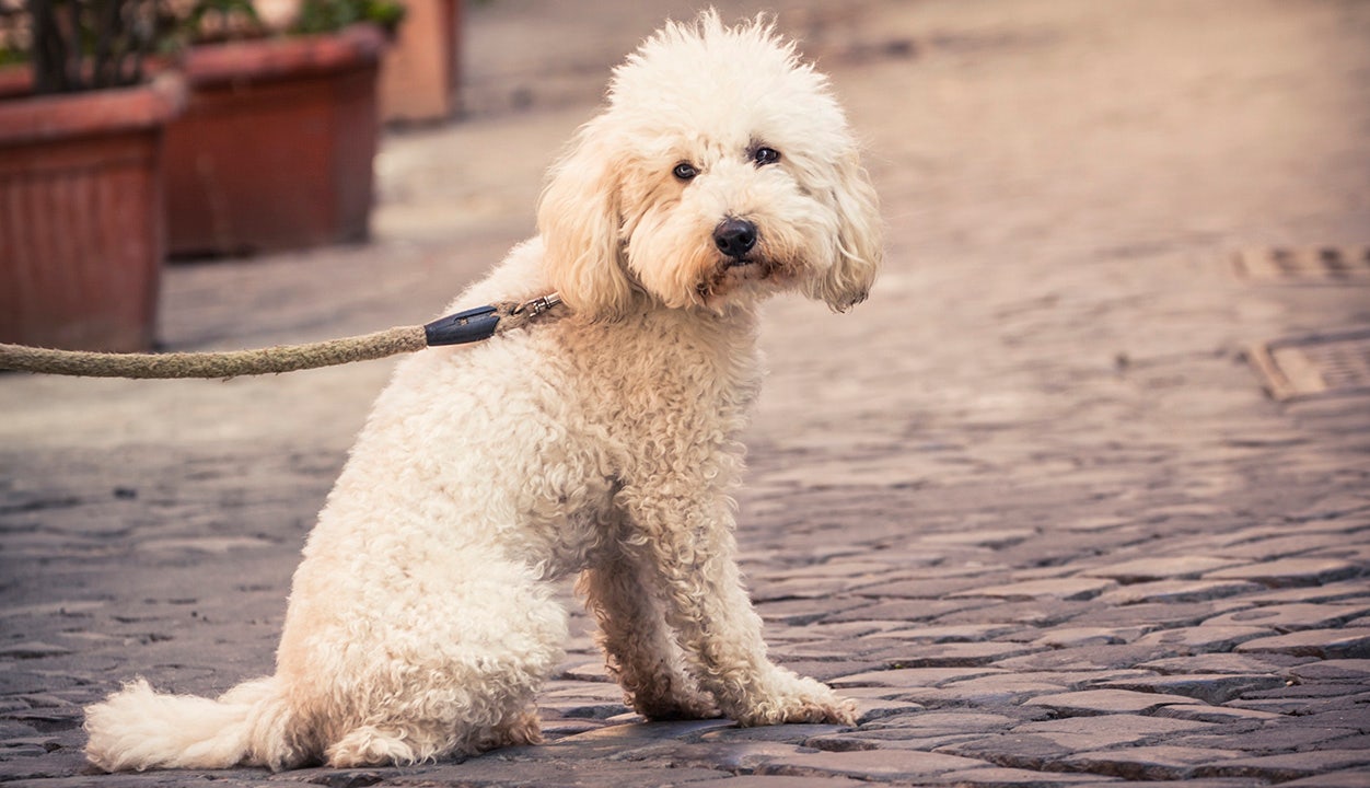 Mother Jones angers dog lovers with report canines are bad for the environment