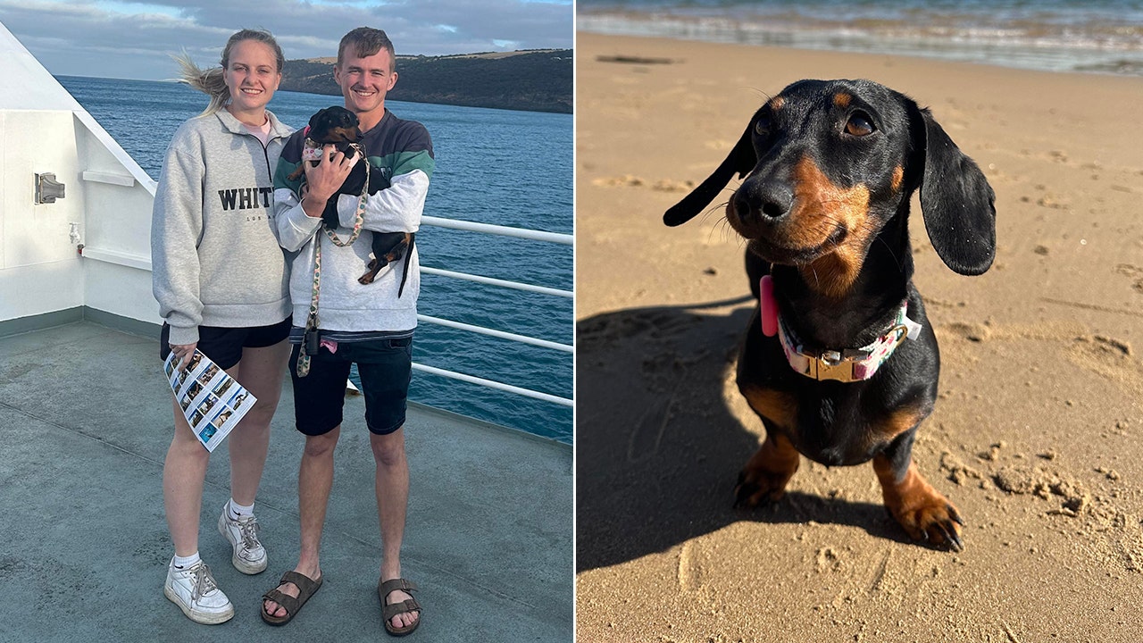 Dog survives on remote Australian island after escaping her owners