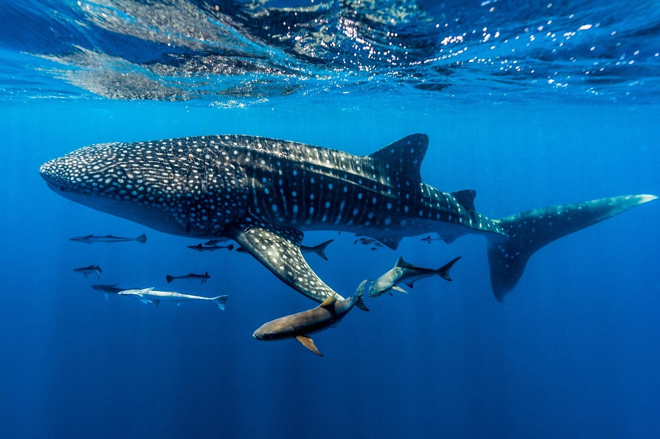 How Gujarat’s Fishermen Became Whale Shark Protectors