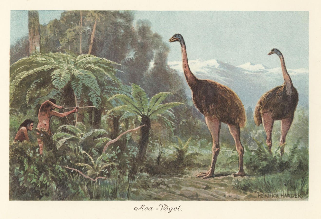 It Was The Only True ‘Wingless’ Bird And Roamed The Earth Until 1400 A.D.