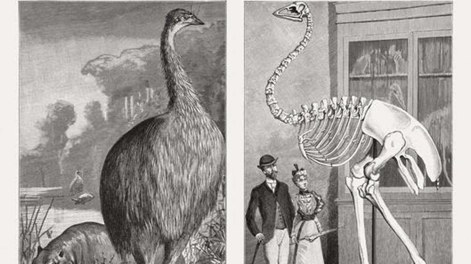 It Went Extinct During The Dark Ages