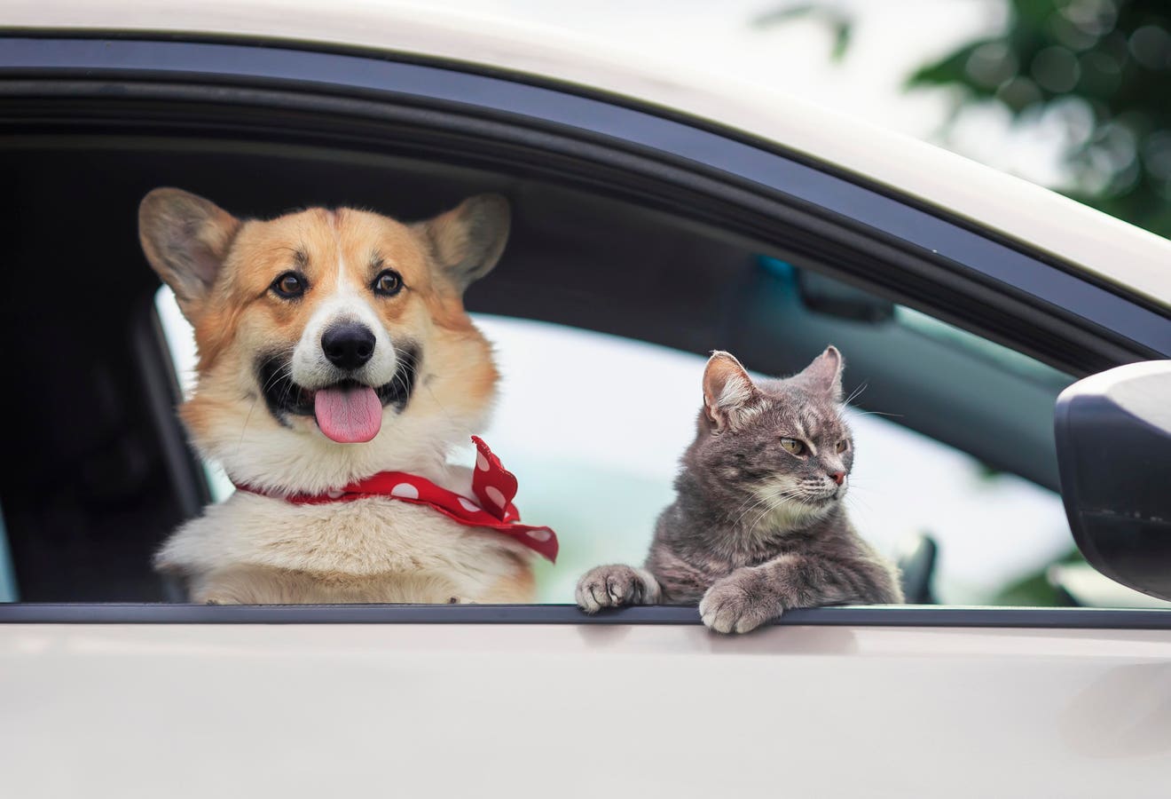 Bring Home A Free Dog Or Cat Tomorrow