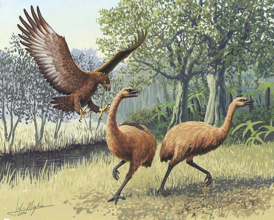 A Biologist Reveals The Biggest Eagle To Have Ever Lived — And Why It Went Extinct In 1445