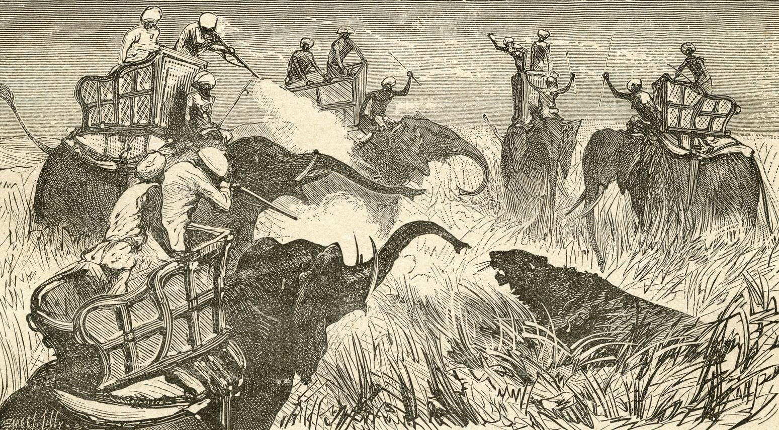 100,000 Apex ‘Feline’ Predators Roamed The Earth In 1900 — Today, Only A Few Thousand Remain. A Biologist Explains, And Reveals The 3 Subspecies Lost Forever